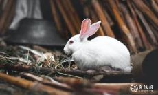 如何选取属兔专属的微信头像和昵称,以获得好运和财富积累?