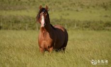 属马人在2023年2月27日的运势展望:拥有优秀能力与干劲,得天独厚的表现机会