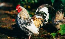 探究属鸡人在哪个年龄容易发横财及其最灵的方法