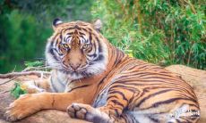 为何白羊座女性成为人生最终赢家的理由解析