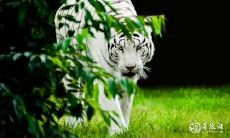 生肖与星座:气场强大的12种动物和让人信服的12种星座