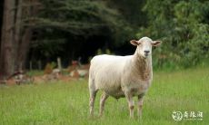 以气质型御姐为特质的生肖女 ── 星座女性在恋爱中也倡导女王风范