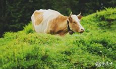 男人最容易忽视珍惜的生肖女,往往身处幸福却未能感受其珍贵的星座女性