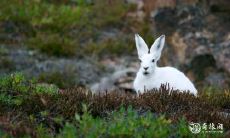 究竟是哪个生肖女最爱吃异性豆腐、最具流氓气质?探究星座之谜!
