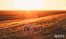 毒辣的星座女子不留情:冷酷而狠毒的哪些生肖女会毁了你?