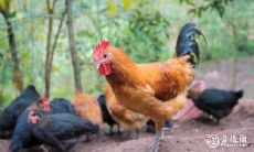 抛弃属鸡男，无情冷落！梦见自己被遗忘，吉凶如何？