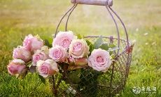 属狗的人宜忌花卉之说：花卉宜禁忌，寓意吉祥物托庇妥在何处？