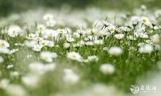 哪个生肖女最容易被欺负?而这个生肖女却可以一生不被欺负!