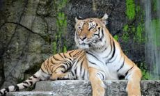 这个生肖女聪明富有又谦虚,究竟有怎样的气质和形象?