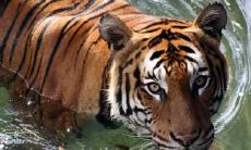 十二生肖中不容易被男人抛弃的女性,以及擅长抛弃妻子的渣男星座