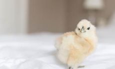 2023年即将到来,如果您是属鸡的人,请注意这个人,要小心!此外,据信属鸡的守护神是谁?来看看吧!