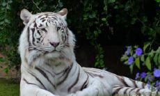 以富豪为显著特征的生肖女手相分析:发现能获得最多福气的女性