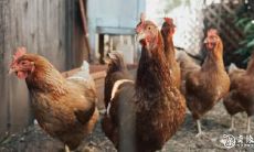 2023年属鸡人的婚姻状况和如何应对冲太岁以获得顺利运势