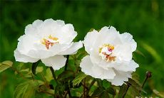 以善良无心眼见长的十二生肖女,人品崇高至极的生肖女皆可成为楷模