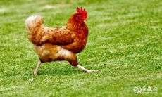 揭秘2023年婚姻动荡的四大生肖,不可忽视的感情破裂征兆