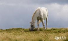 2023年要放弃旧爱了!旧情复燃诱惑不断的11个生肖,你是其中之一吗?