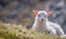 2023年哪些生肖会遇到真爱并结成幸福姻缘?