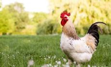 如果你是属鸡,你可以考虑开一家宠物犬店,这可能是最适合你的生意选择!