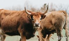 2023年财富滚滚的四大生肖:掌握财富秘笈的生肖