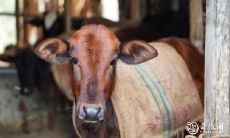 2023年将迎来披麻戴孝的生肖:哪些属相将面临家中有白事的挑战?