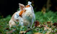 究竟哪个生肖最为善良？揭秘拥有善良心灵的三大生肖！