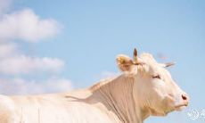 四口之家的理想生肖搭配：探究生肖相合背后的深层含义与文化背景