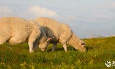 探究2023年哪些生肖八字容易遭遇牢狱之灾，其中有何预兆？