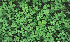 2023年的兔年4月27日及28日是否适宜办满月酒呢?