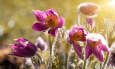 即将到来的2023年3月24日和3月25日,是否会成为吉利的开业盛宴?