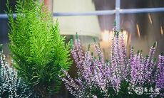 2023年兔年3月24日和3月25日举行的出殡活动是否会带来吉祥之气?