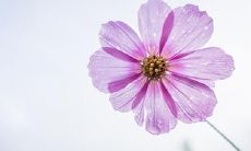 办满月酒的吉日查询:2023年3月22日和23日兔年满月酒宜办日期考察