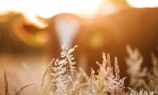 2023年5月9日和5月10日是否是合适的结婚日子?结婚在这个日期所有的星象和吉祥物会不会给婚姻带来好运?