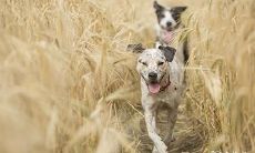 如何查询2023年3月13日吉时以及二月二十二吉时的具体时间?