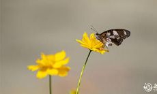 是否在2023年虎年的3月5日和6日购买房屋是明智的决定？