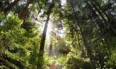 男孩五行缺木属性的最佳命名选择：如何为缺乏木属性的男孩取得最合适的名字？