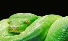 2023年,属蛇女性将遭遇人生最严峻的考验,时间将带给她们殊死的挑战,无情的挫败和沉重的精神压力