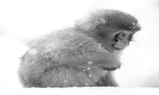 探究2023年哪个生肖的财运将翻倍?据称,生肖猴的横财运将发生转机,即将变得更为优越