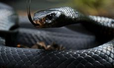 2023年生肖蛇的全面运势预测,包括事业、财运、感情、健康等方面,请注意避免错失重要机会!