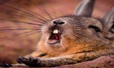 2023年出生的属兔人命运如何?是否对待感情过于拘谨?