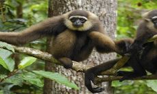 《2023年耐不住寂寞的生肖猴:预示着烂桃花的未来情感生活》