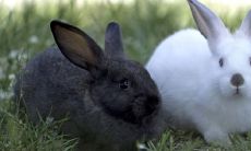 2023属兔全年详尽运势揭晓:职场风云变幻,充满危机与机遇!