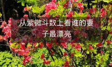 利用紫微斗数解密:谁的爱妻堪称天下最美丽?