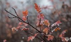 为何属羊女的命运如此不幸? -- 揭秘属羊人三大惊天劫难