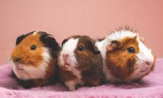 探讨穿搭时尚的十二生肖中最具品位的女性,以及对时尚打扮的热爱与关注程度的八字解析