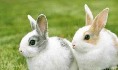 根据星座占卜，1987年出生的属兔人的婚姻运势如何？