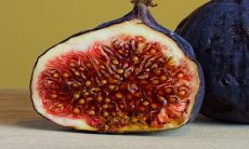 无花果树在风水中的寓意是否良好?它是否真的是镇宅之宝?