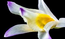 如何避免兰花风水摆放的禁忌？掌握正确的位置摆放，让兰花为您带来财富和好运！