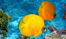 属兔的能否经营水族馆?若开设水族馆,属兔的店铺门口应面向哪个方向更加吉利?