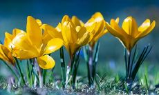 能让男人言听计从的十二生肖女性 - 双重智商高的优秀女性