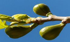 为什么不建议在家里种植无花果？探析其原因与影响